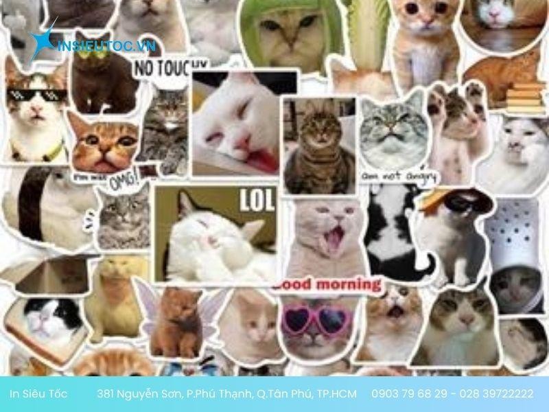 Mẫu sticker meme mèo Mẫu sticker meme mèo